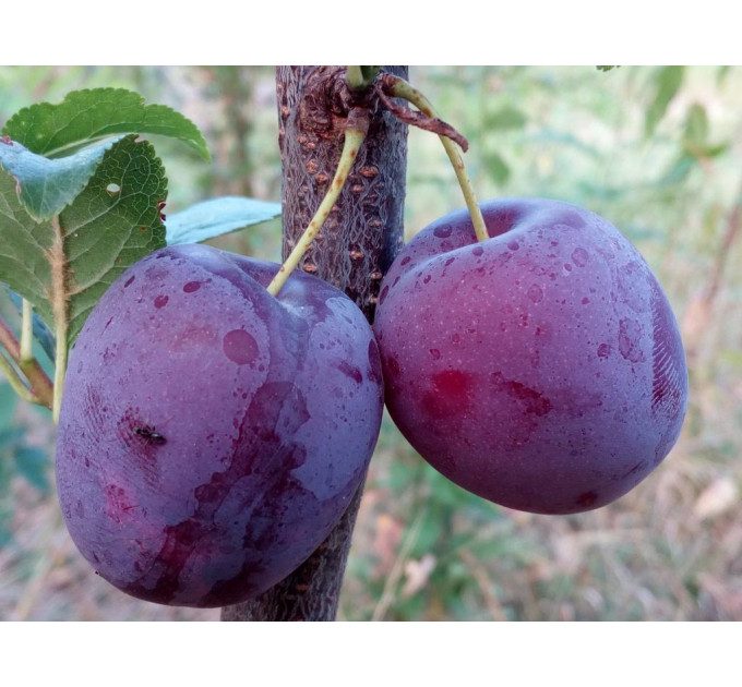 Саженцы сливи Еремина, колоновидная подвой алыча