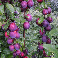 Саженцы сливи Еремина, колоновидная подвой алыча