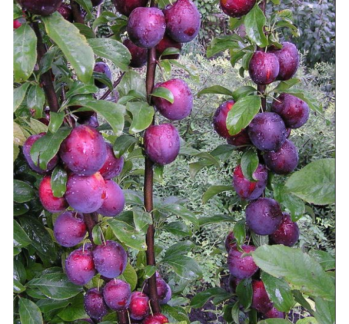 Саженцы сливи Еремина, колоновидная подвой алыча