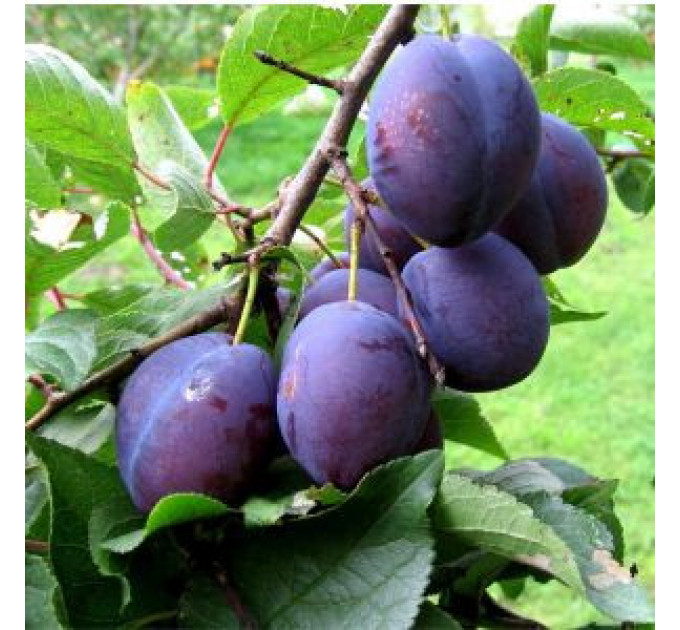 Саженцы сливы ранней сорт Ненька, подвой алыча