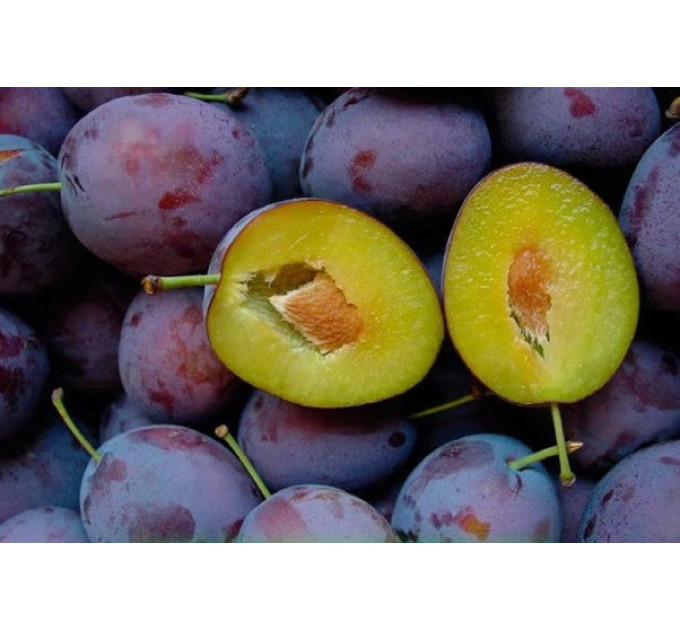 Саженцы сливы сорта Президент