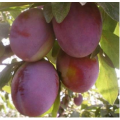 Саженцы сливы сорта Президент