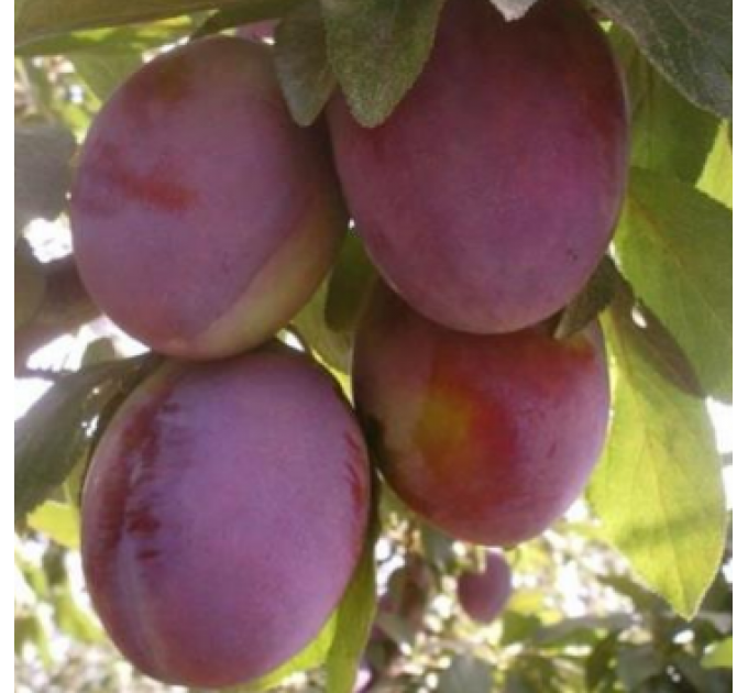 Саженцы сливы сорта Президент