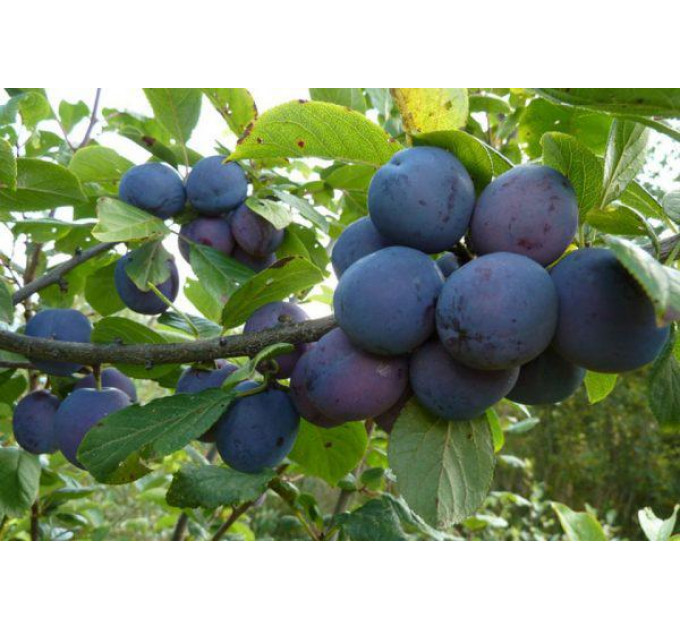 Саженцы сливы сорта Венгерка (Угорка)