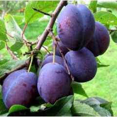 Саженцы сливы сорта Венгерка (Угорка)