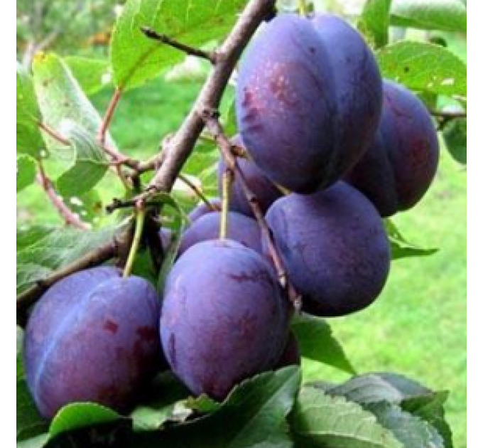 Саженцы сливы сорта Венгерка (Угорка)