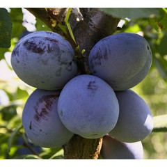 Саженцы сливы сорт Чачакская Найболя