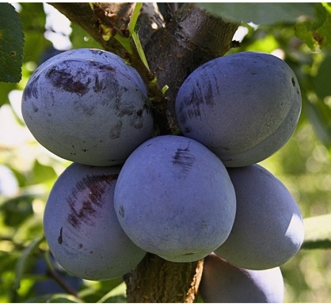 Саженцы сливы сорт Чачакская Найболя