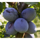 Саженцы сливы сорт Чачакская Найболя
