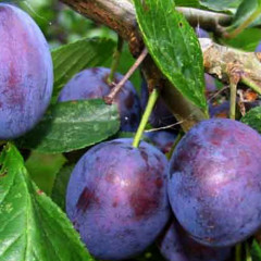 Саженцы сливы сорт Волошка