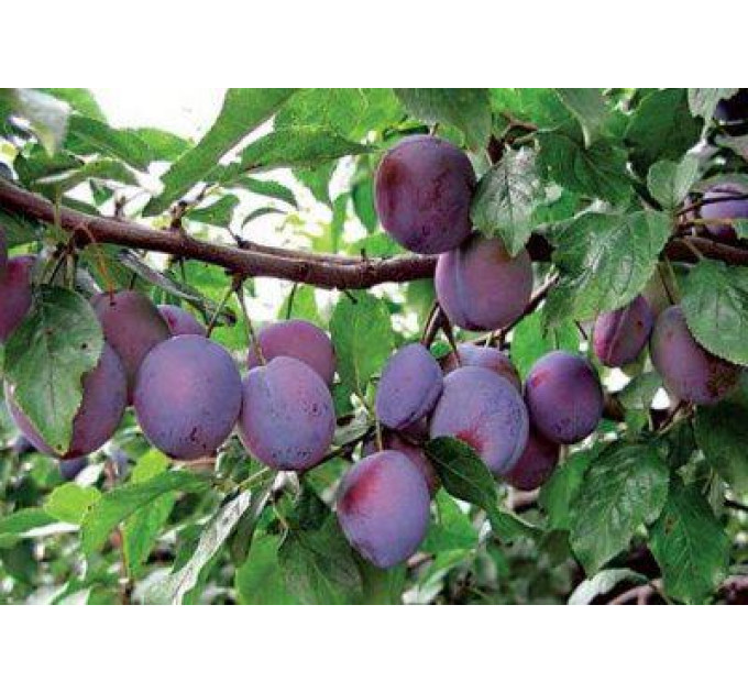 Саженцы сливы сорт Волошка