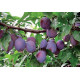 Саженцы сливы сорт Волошка