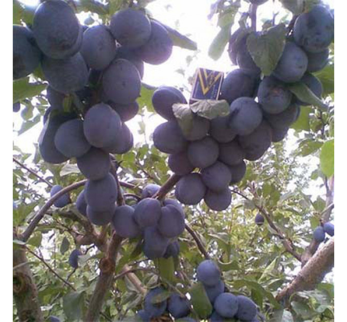 Слива ранняя сорт Чачанская ранняя