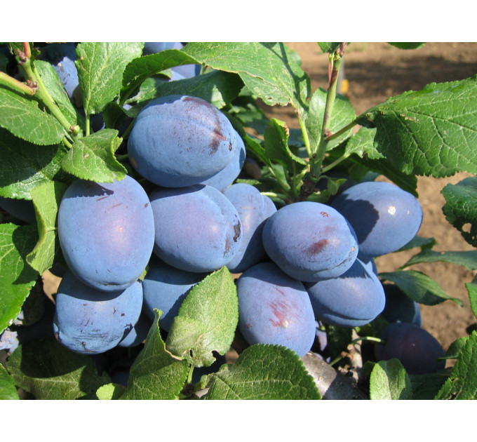 Слива ранняя сорт Чачанская ранняя