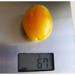 Саженцы сливы сорт Янтарная Млиевская, подвой алыча