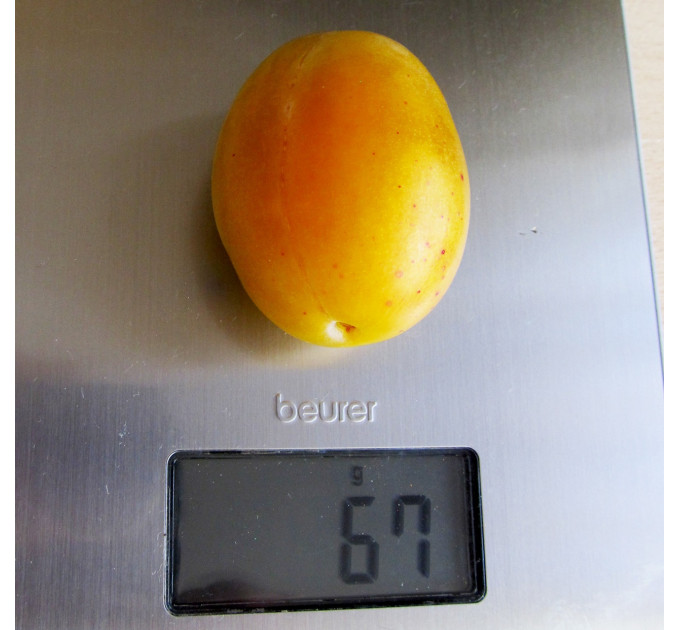 Саженцы сливы сорт Янтарная Млиевская, подвой алыча