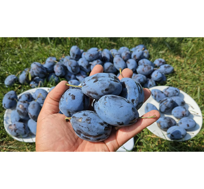 Саженцы сливы сорта Стенлей, поздний сорт