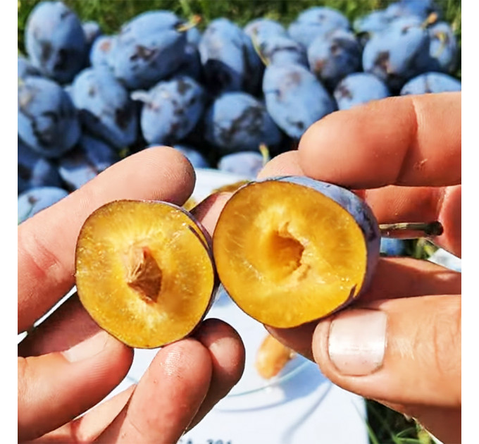 Саженцы сливы сорта Стенлей, поздний сорт