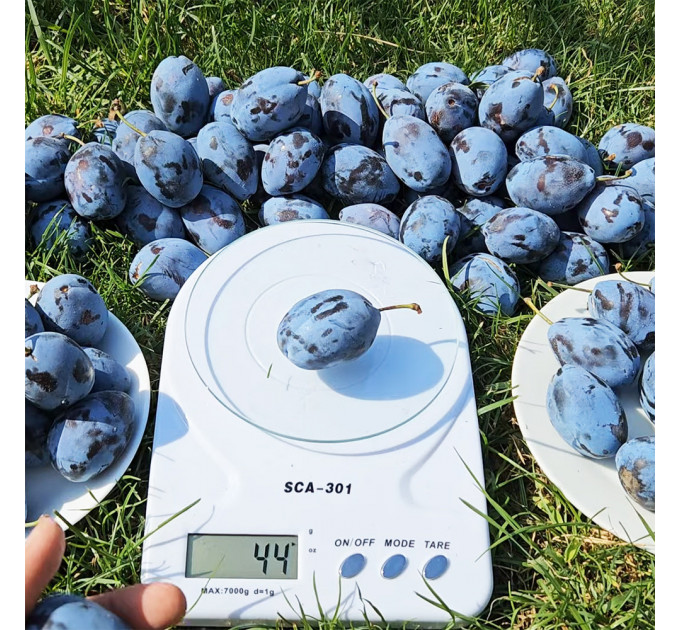 Саженцы сливы сорта Стенлей, поздний сорт