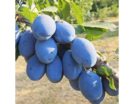 Саженцы сливы сорта Стенлей, поздний сорт Саженцы сливы сорта Стенлей, поздний сорт