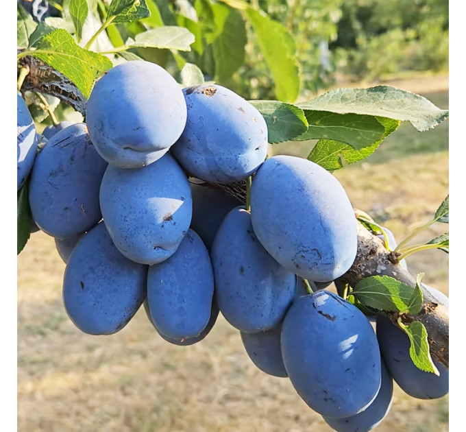 Саженцы сливы сорта Стенлей, поздний сорт