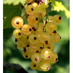 Смородина біла "Імператорська Жовта", 2 річна, напівупакована