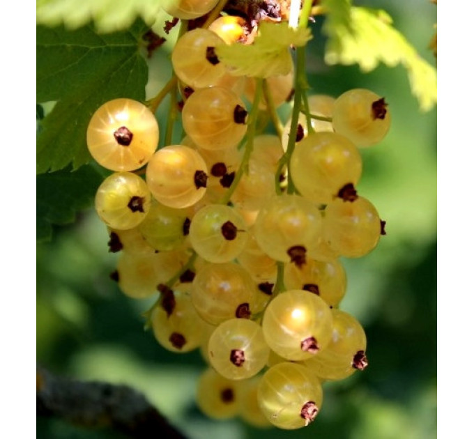 Смородина біла "Імператорська Жовта", 2 річна, напівупакована