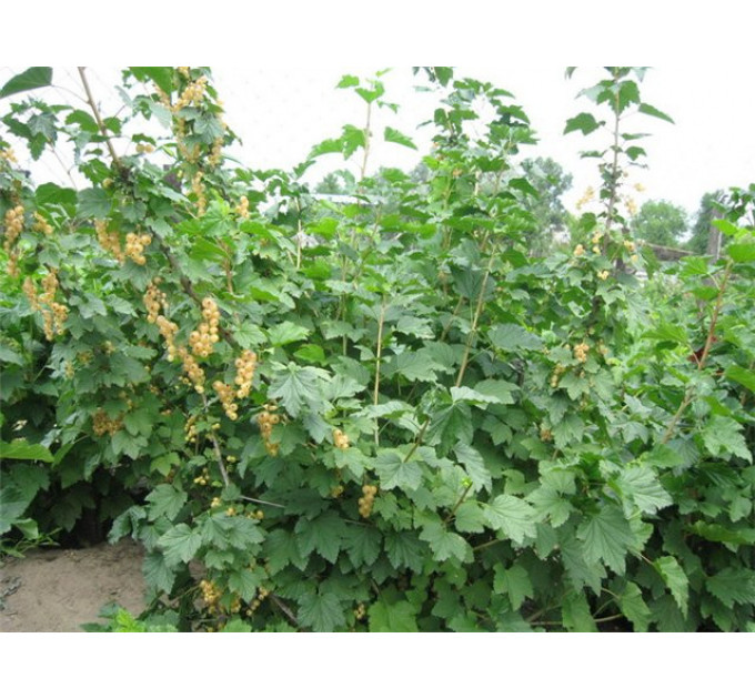 Смородина біла "Імператорська Жовта", 2 річна, напівупакована