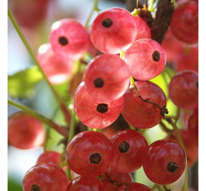 Смородина біла "Імпер Рожева"