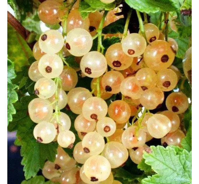 Смородина біла сорт Уайт Холландер 1 річна, напівупакована (пізнього терміну дозрівання)