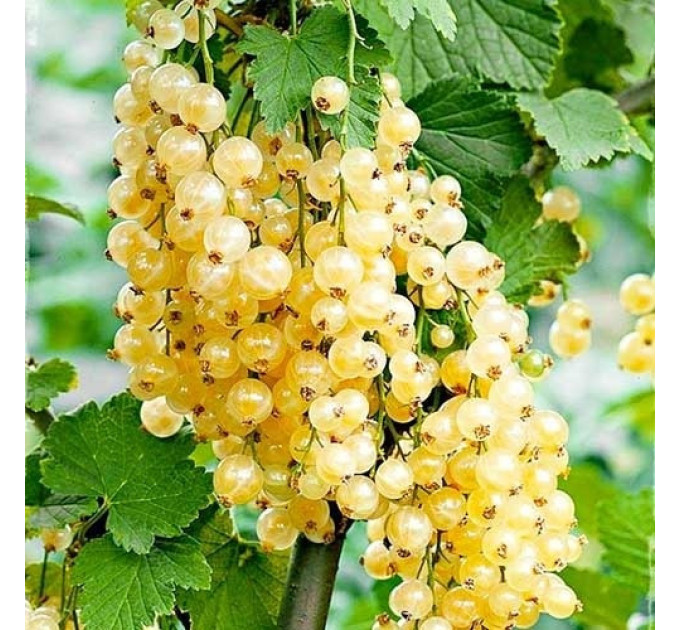 Смородина біла сорт Уайт Холландер 1 річна, напівупакована (пізнього терміну дозрівання)