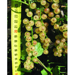 Біла смородина "Сніжана" напівупакована (торфосуміш та стрейч)