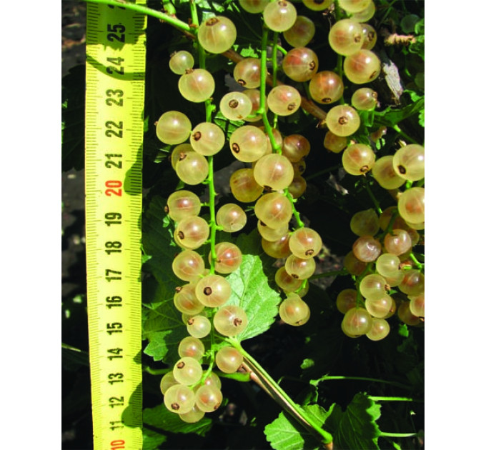 Белая смородина "Снежана" полуупакованные(торфосмесь и стрейч)