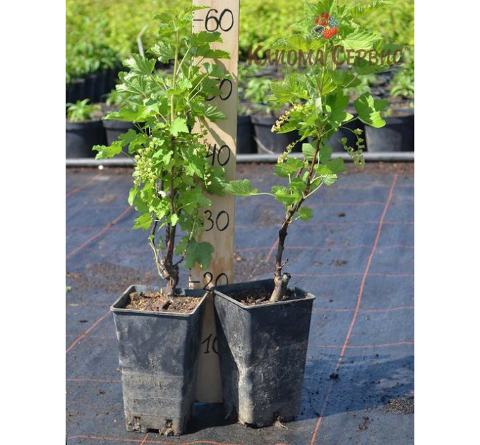 Смородина сорт "Уайт Холландер", в горщику 2 л