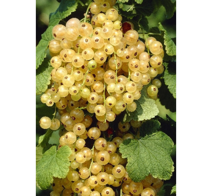 Смородина сорт "Уайт Холландер", в горщику 2 л