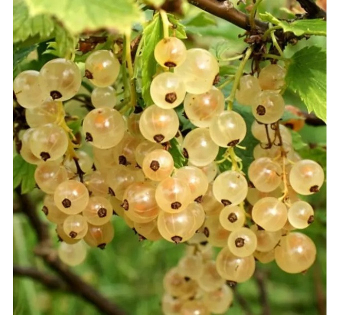 Смородина біла сорт Імператорська Жовта 1 річна, напівупакована (раннього терміну дозрівання)