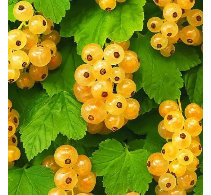 Смородина біла сорт Імператорська Жовта 1 річна, напівупакована (раннього терміну дозрівання)
