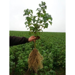 Саженцы смородины Радужна,Вернісаж,Володимирська.Санюта