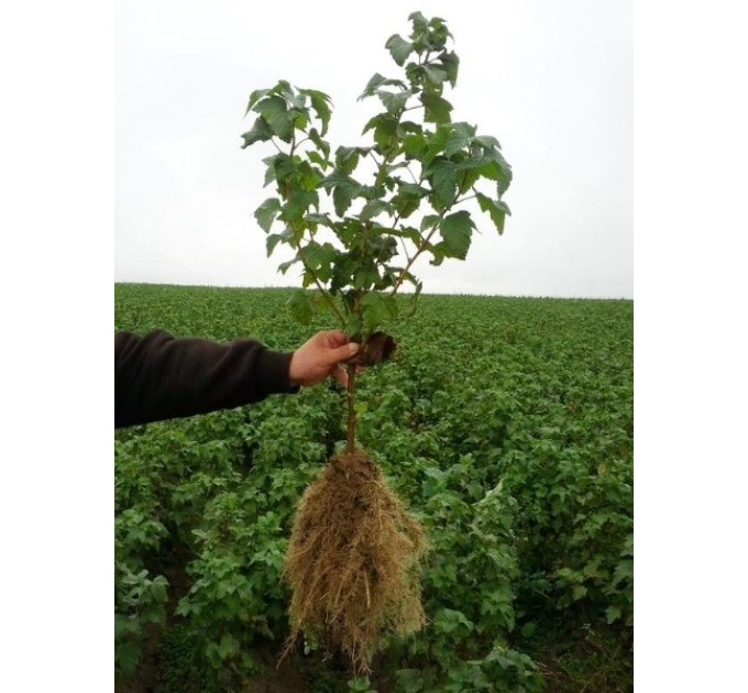 Саженцы смородины Радужна,Вернісаж,Володимирська.Санюта