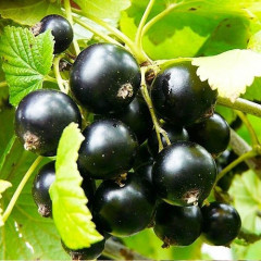 Смородина сорт Краса Львова 2 летняя (средне-поздного срока созревания)