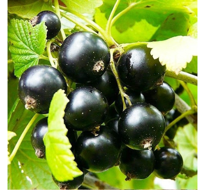 Смородина сорт Краса Львова 2 річна (середньо-пізнього терміну дозрівання)