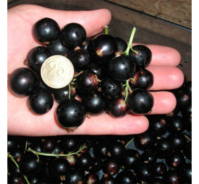 Смородина сорт Краса Львова 2 річна (середньо-пізнього терміну дозрівання)