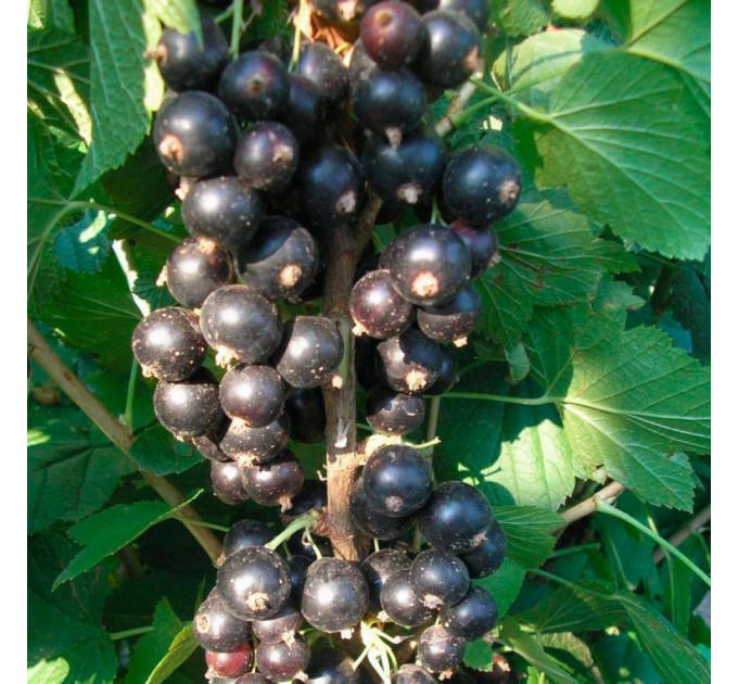 Смородина сорт Краса Львова 2 річна (середньо-пізнього терміну дозрівання)