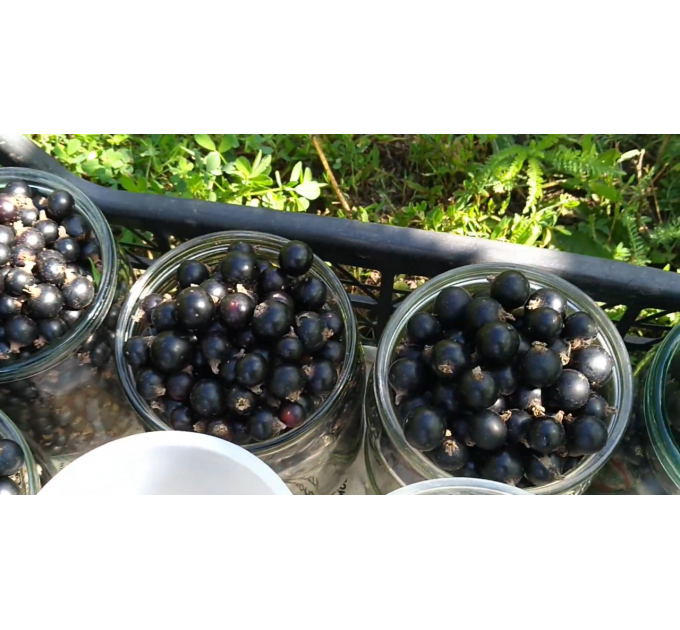 Смородина сорт Краса Львова 2 річна (середньо-пізнього терміну дозрівання)