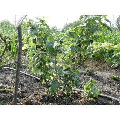 Саженцы смородины Володимирівська