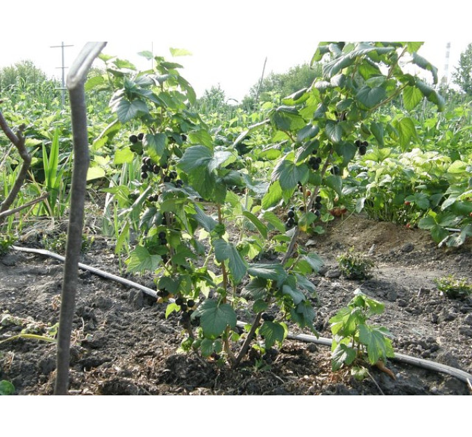 Саженцы смородины Володимирівська