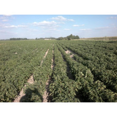 Саженцы смородины сорт "Санюта".