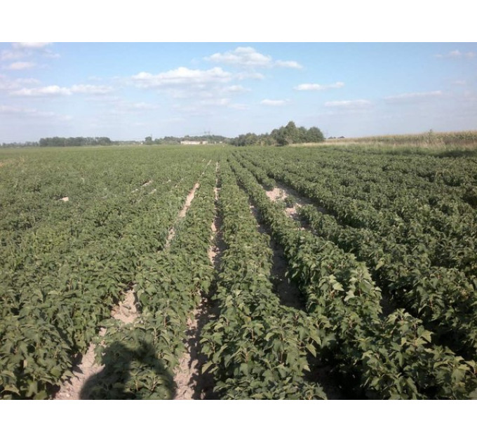 Саженцы смородины сорт "Санюта".