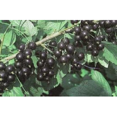 Саженцы смородины Радужна