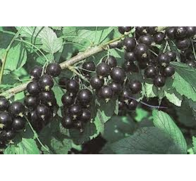 Саженцы смородины Радужна